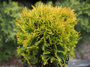 Bild von Thuja